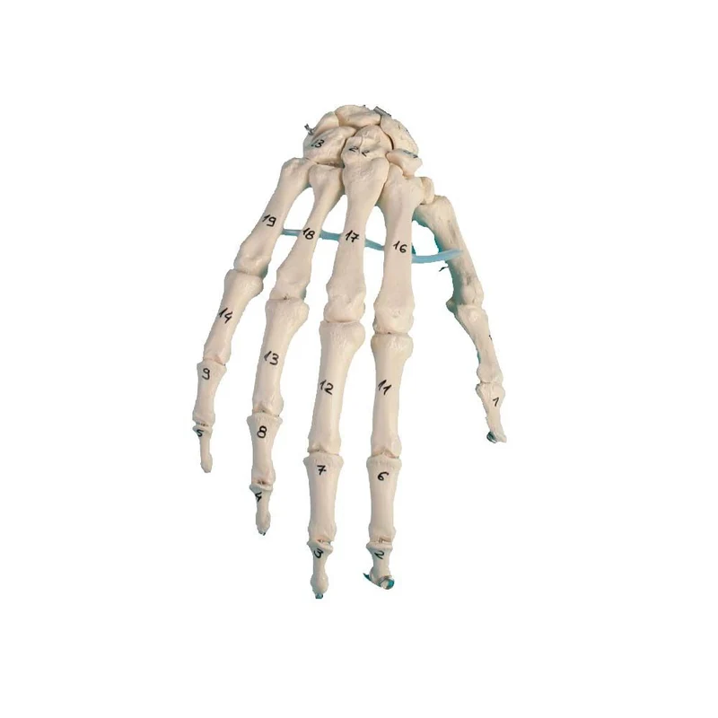 Erler Zimmer bewegliches Handskelett, diverse