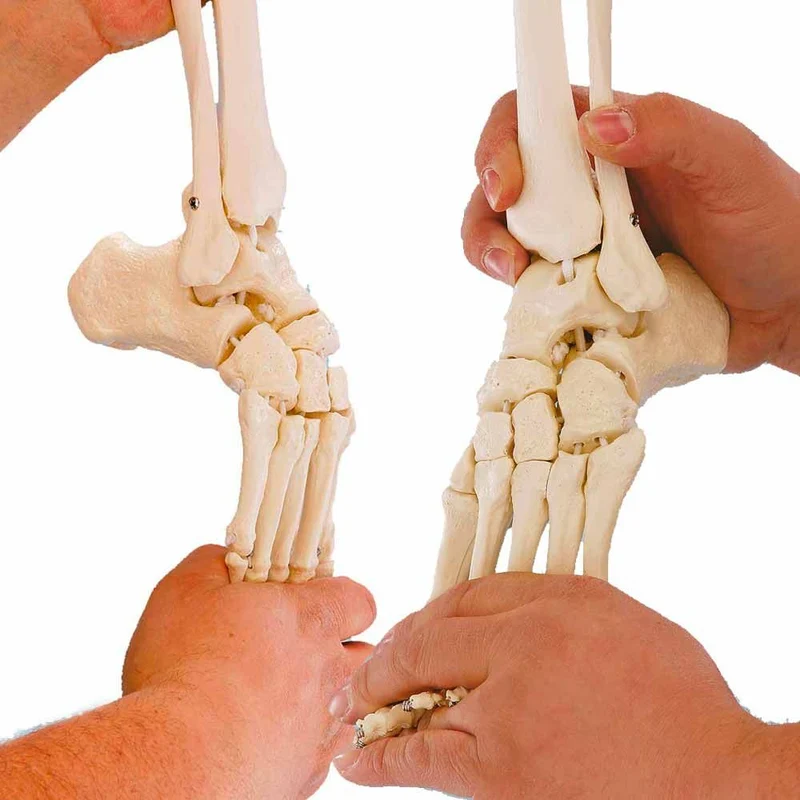 Erler Zimmer Beinskelett m. Beckenhälfte/ flexibler Fuß, diverse