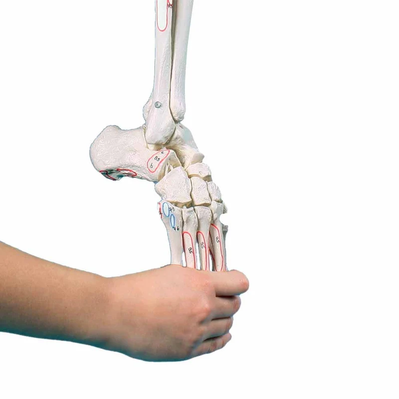 Erler Zimmer Beinskelett m. Beckenhälfte/ flexibler Fuß, diverse