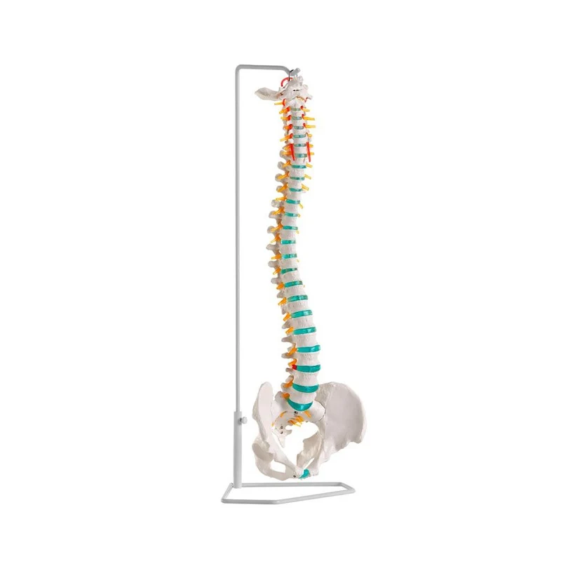 Erler Zimmer Wirbelsäule, flexibel, diverse Ausführungen