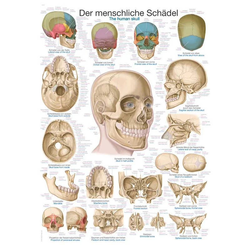 Erler Zimmer anatomische Lehrtafel - Der Schädel, 2 Größen