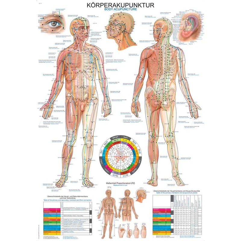 Erler Zimmer anatomische Lehrtafel - Körperakupunktur, 2 Größen