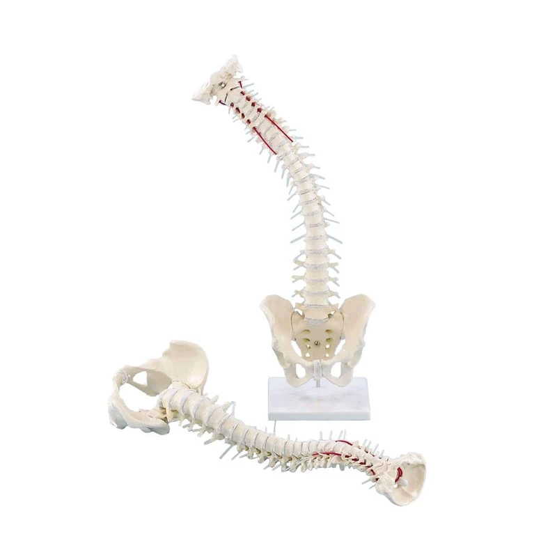 Erler Zimmer Wirbelsäule mit Becken, Anatomie Modell, mit/ohne Stativ