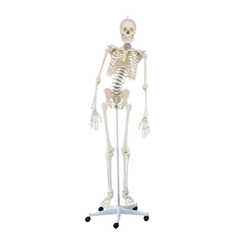 Erler Zimmer Ganzkörper Skelett anatomisch 1,76cm, alle Ausführungen