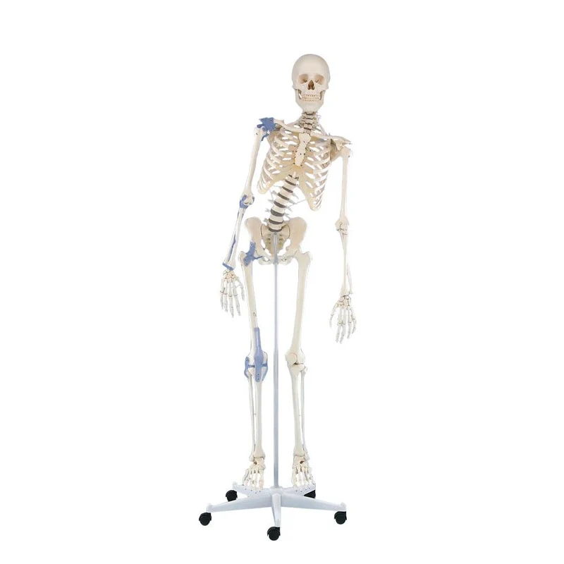 Erler Zimmer Ganzkörper Skelett anatomisch 1,76cm, alle Ausführungen