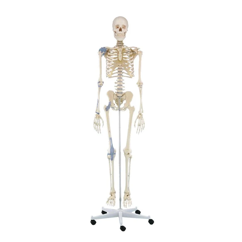 Erler Zimmer Ganzkörper Skelett anatomisch 1,76cm, alle Ausführungen