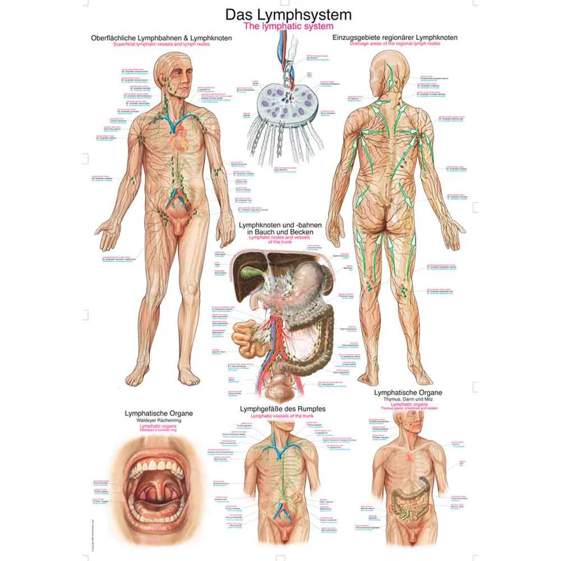 Erler Zimmer anatomische Lehrtafel - Das Lymphsystem, 2 Größen