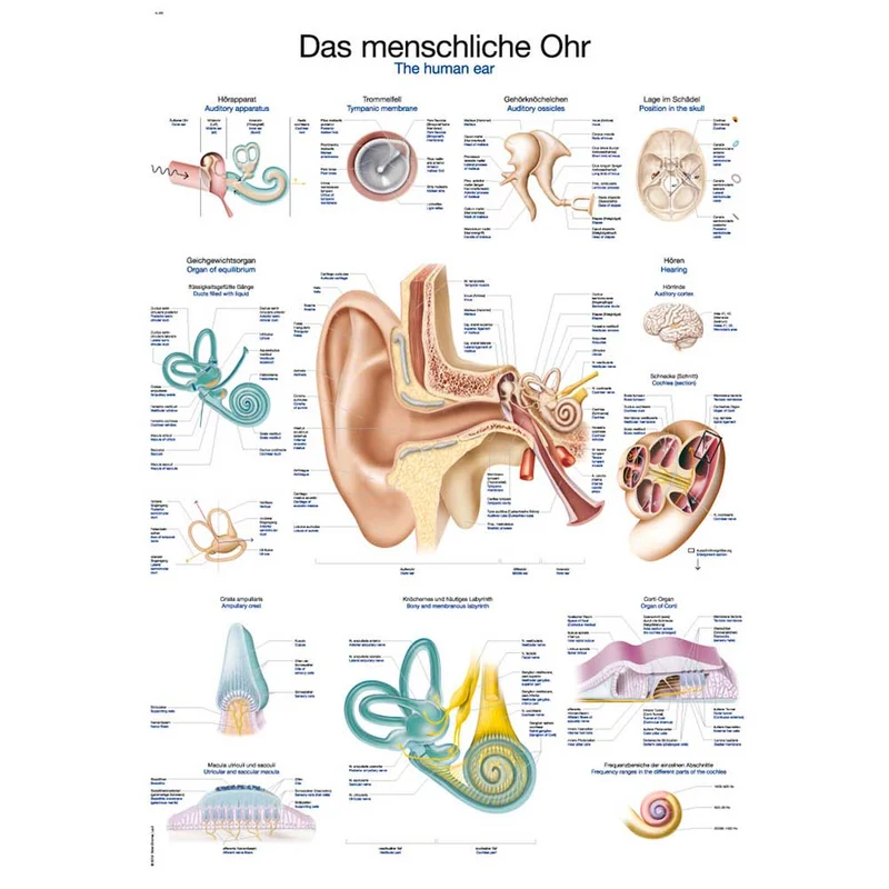 Erler Zimmer anatom. Lehrtafel - Das menschliche Ohr, 2 Größen