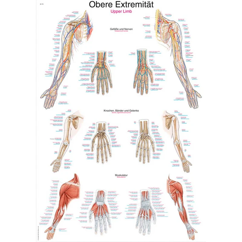 Erler Zimmer anatomische Lehrtafel - Obere Extremität, 2 Größen