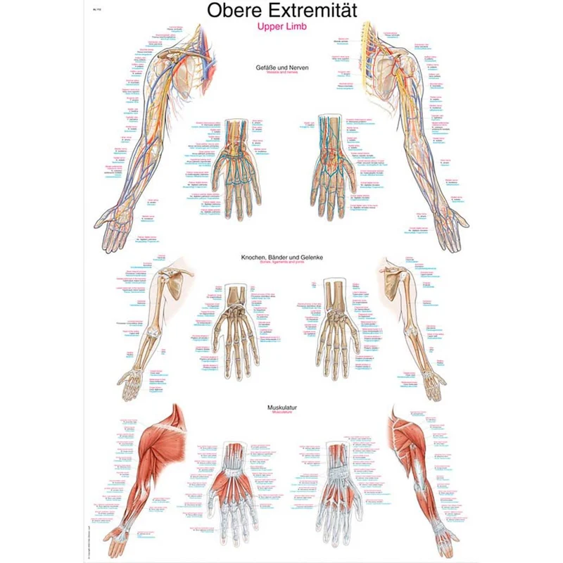 Erler Zimmer anatomische Lehrtafel - Obere Extremität, 2 Größen