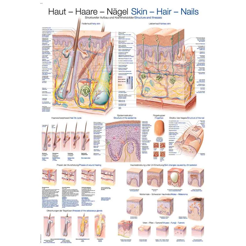 Erler Zimmer anatom. Lehrtafel - Haut, Haare, Nägel, 2 Größen