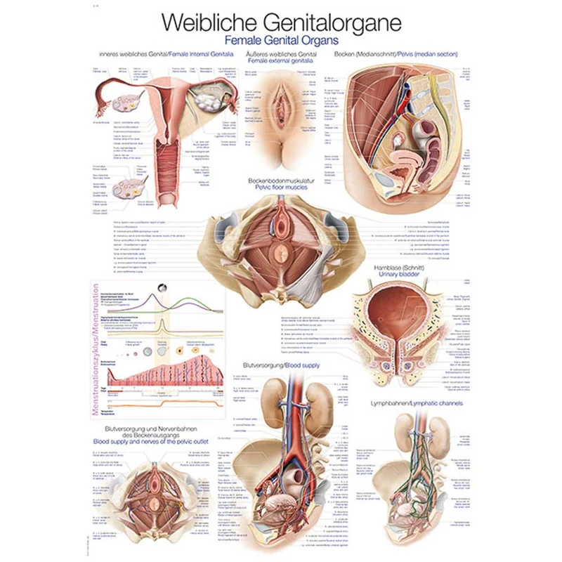 Erler Zimmer anatomische Lehrtafel - Weibliches Genital, 2 Größen