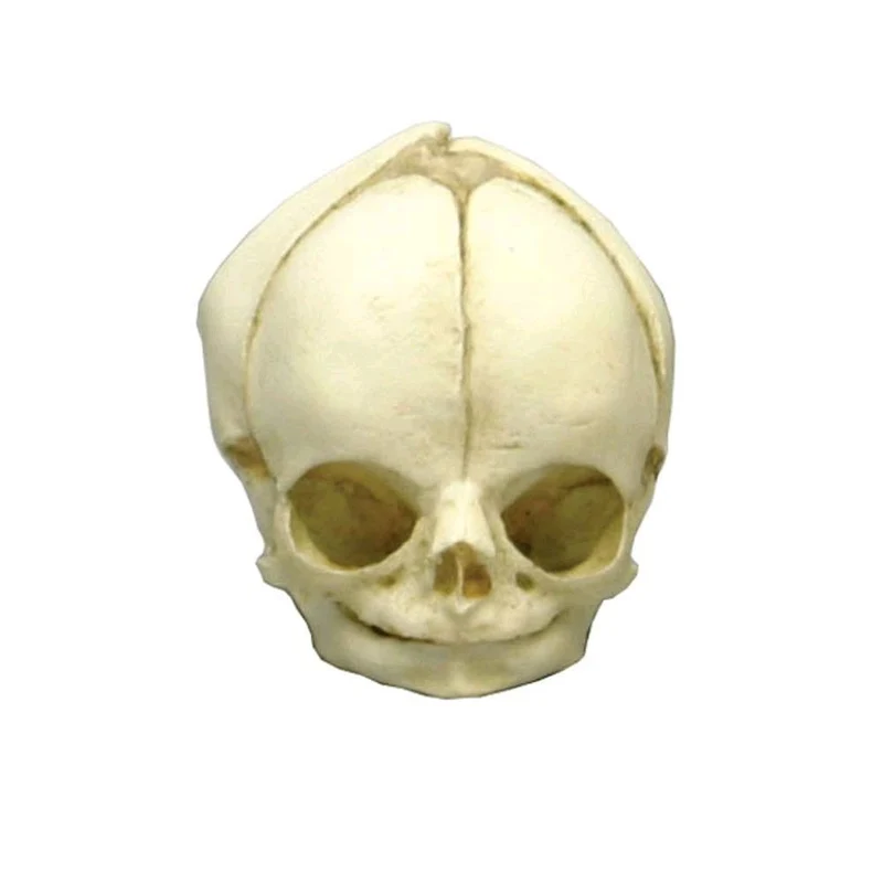 Erler Zimmer Fetusschädel Anatomie Modell, versch. Entwicklungs-Wochen