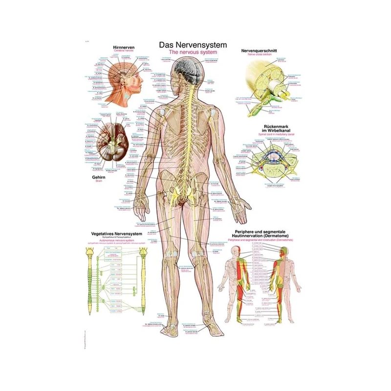 Erler Zimmer anatomische Lehrtafel „Das Nervensystem“, versch. Größen