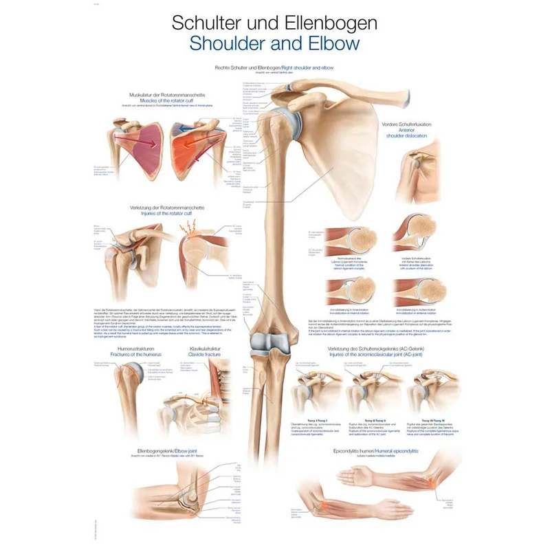 Erler Zimmer anat. Lehrtafel - Schulter und Ellenbogen, 2 Größen