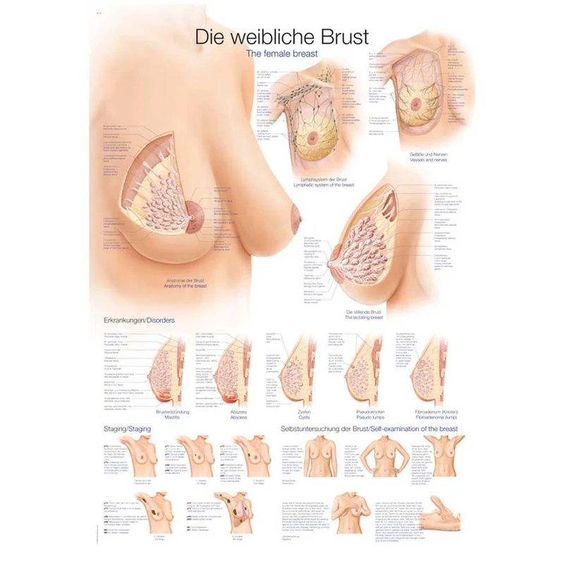 Erler Zimmer anat. Lehrtafel - Die weibliche Brust, 2 Größen