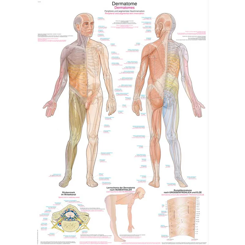 Erler Zimmer anatomische Lehrtafel - Dermatome, 2 Größen