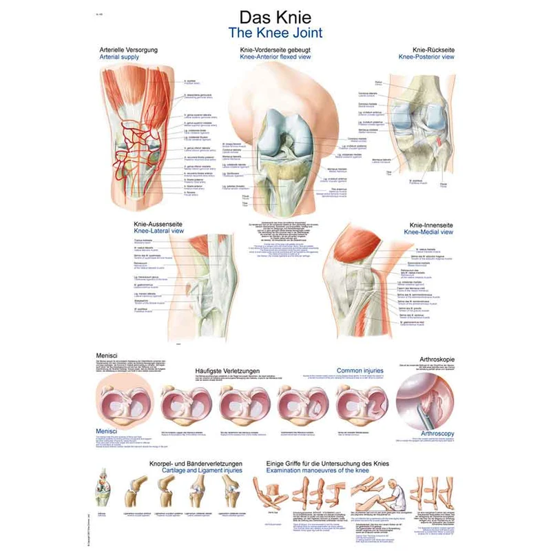 Erler Zimmer anatomische Lehrtafel - Das Knie, 2 Größen