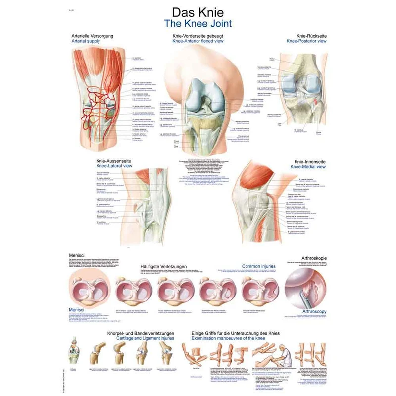 Erler Zimmer anatomische Lehrtafel - Das Knie, 2 Größen