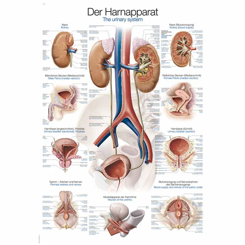 Erler Zimmer anatomische Lehrtafel - Harnapparat, 2 Größen