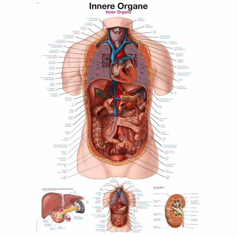 Erler Zimmer anatomische Lehrtafel - Innere Organe, 2 Größen