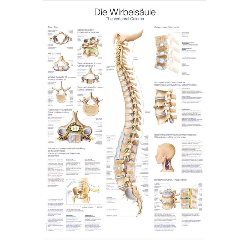 Erler Zimmer Die Wirbelsäule anatomische Lehrtafel, versch. Größen