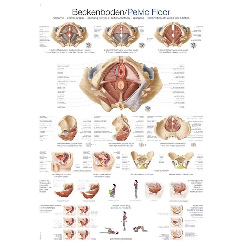 Erler Zimmer „Beckenboden“ anatomische Lehrtafel, Größenwahl