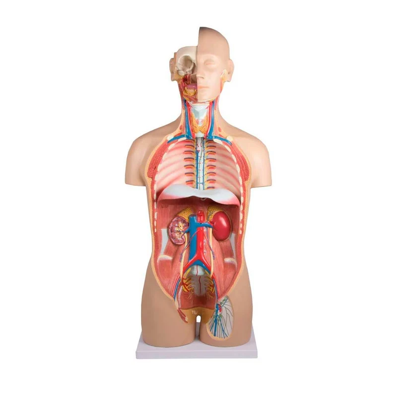 Erler Zimmer zweigeschlechtlicher Torso, Rücken geöffnet, 27-tlg.